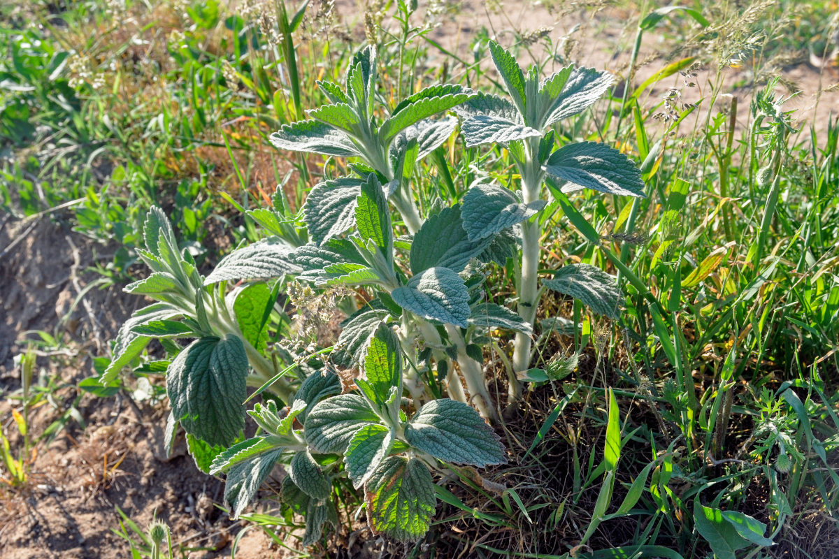 Изображение особи Marrubium vulgare.