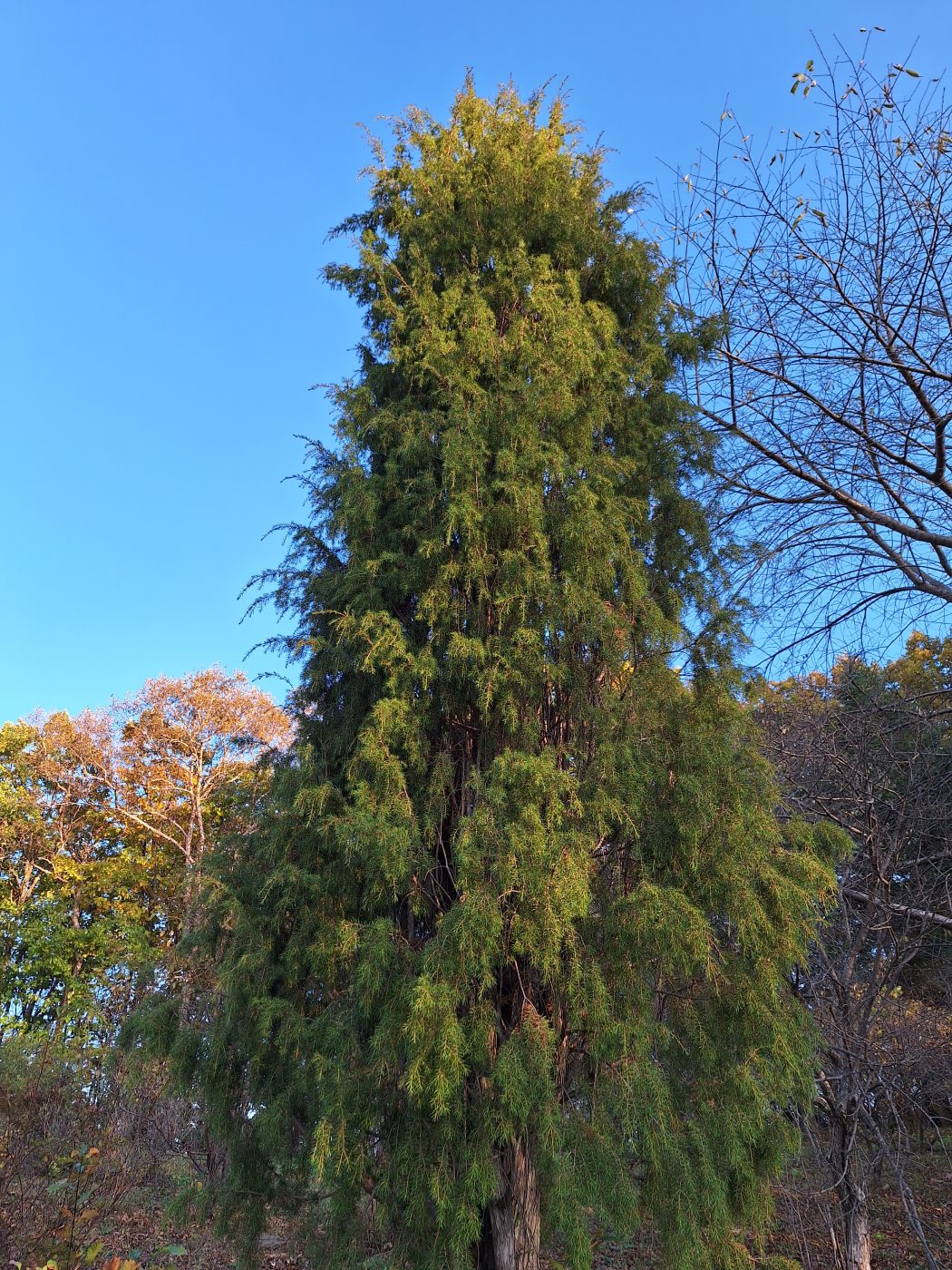 Image of Juniperus rigida specimen.