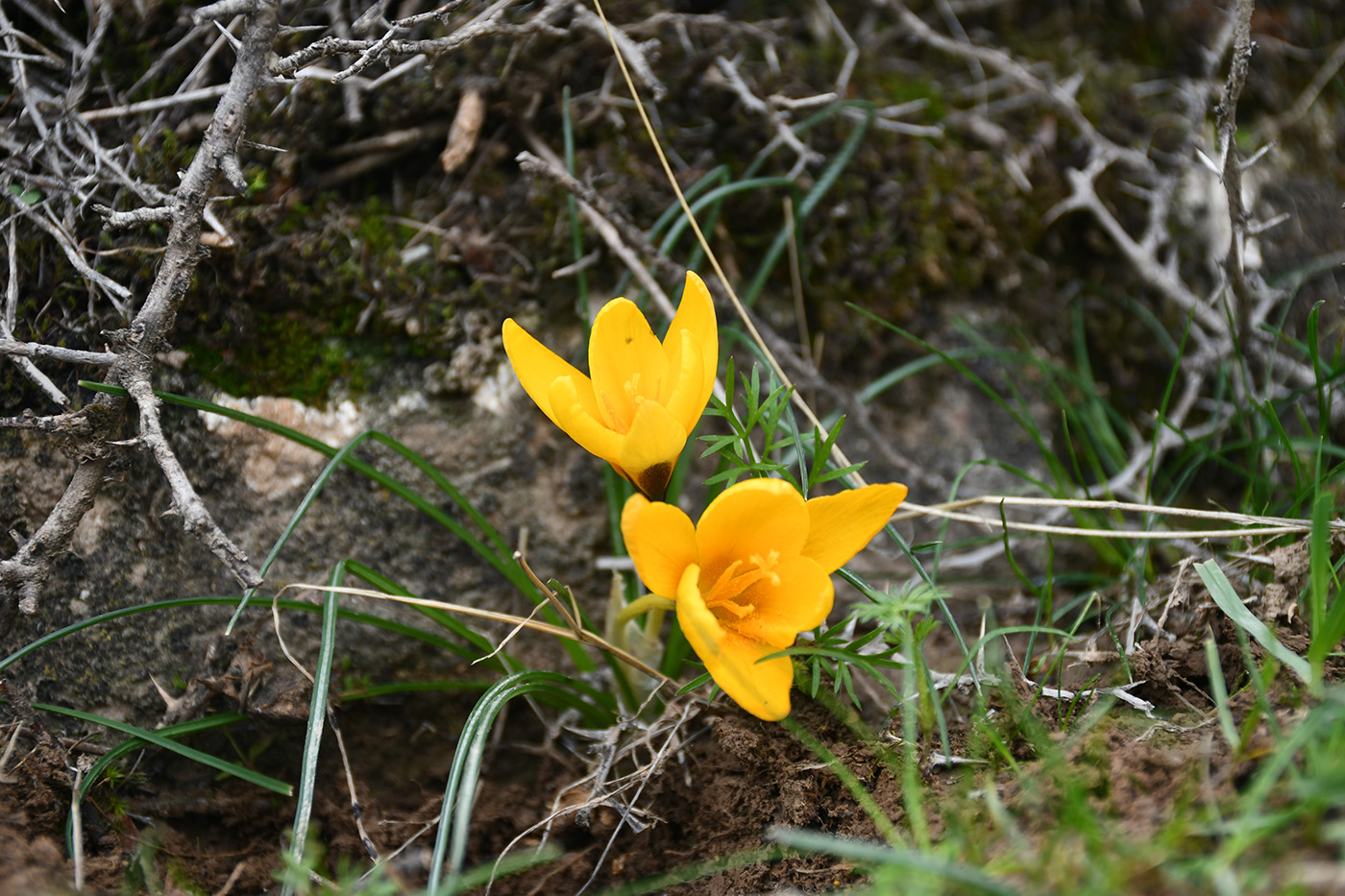 Image of Crocus korolkowii specimen.