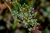 Falcaria vulgaris. Соцветие. Оренбургская обл., Саракташский р-н, хр. Карамурунтау, каменистый склон. 07.07.2023.