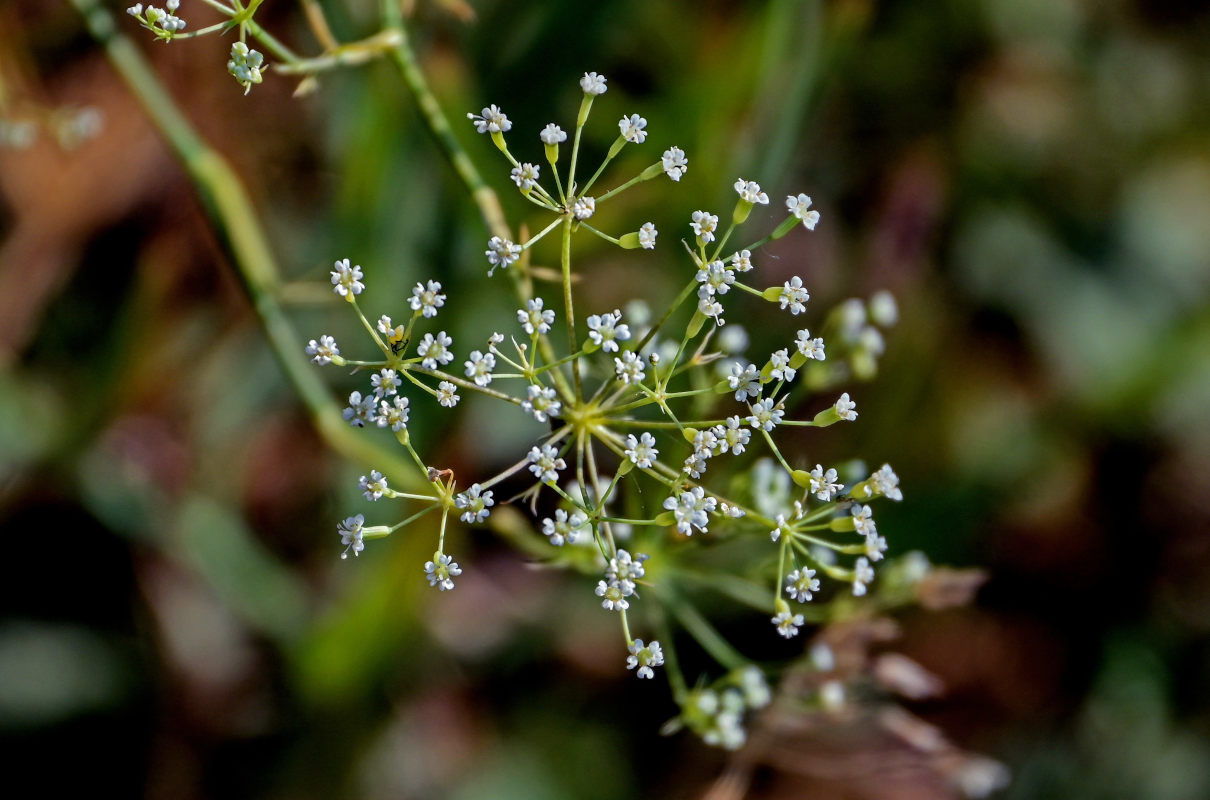 Изображение особи Falcaria vulgaris.