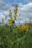 Solidago virgaurea. Цветущее растение. Беларусь, Витебская обл., окр. пос. Езерище, выкашиваемый суходольный луг. 03.08.2023.