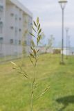 Festuca heteromalla