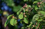 genus Malus. Верхушка ветви с незрелыми плодами. Оренбургская обл., г. Оренбург, в культуре. 07.07.2023.