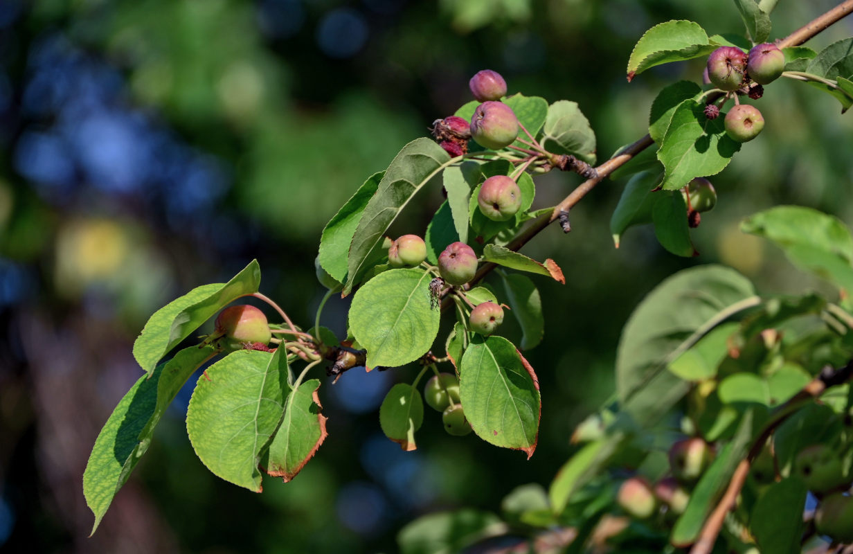 Изображение особи род Malus.