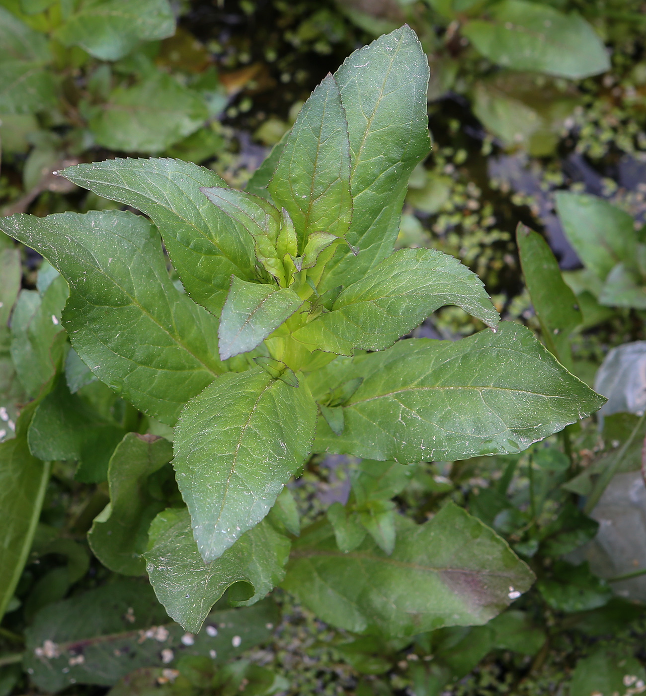 Image of Veronica anagallis-aquatica specimen.