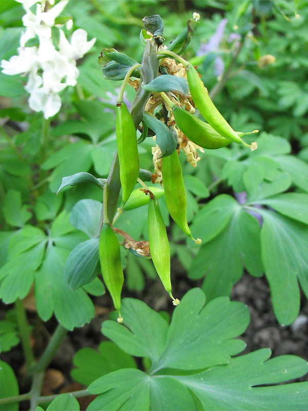 Image of Corydalis cava specimen.