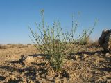 Euphorbia sclerocyathium