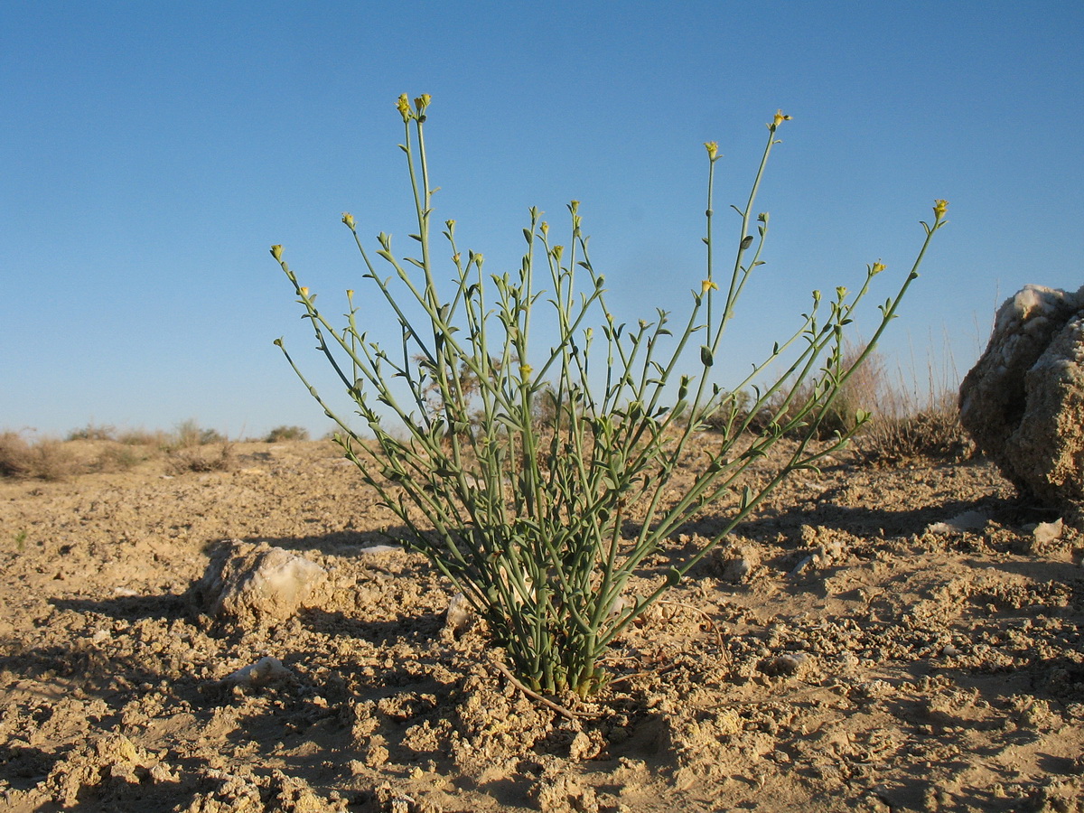 Image of Euphorbia sclerocyathium specimen.