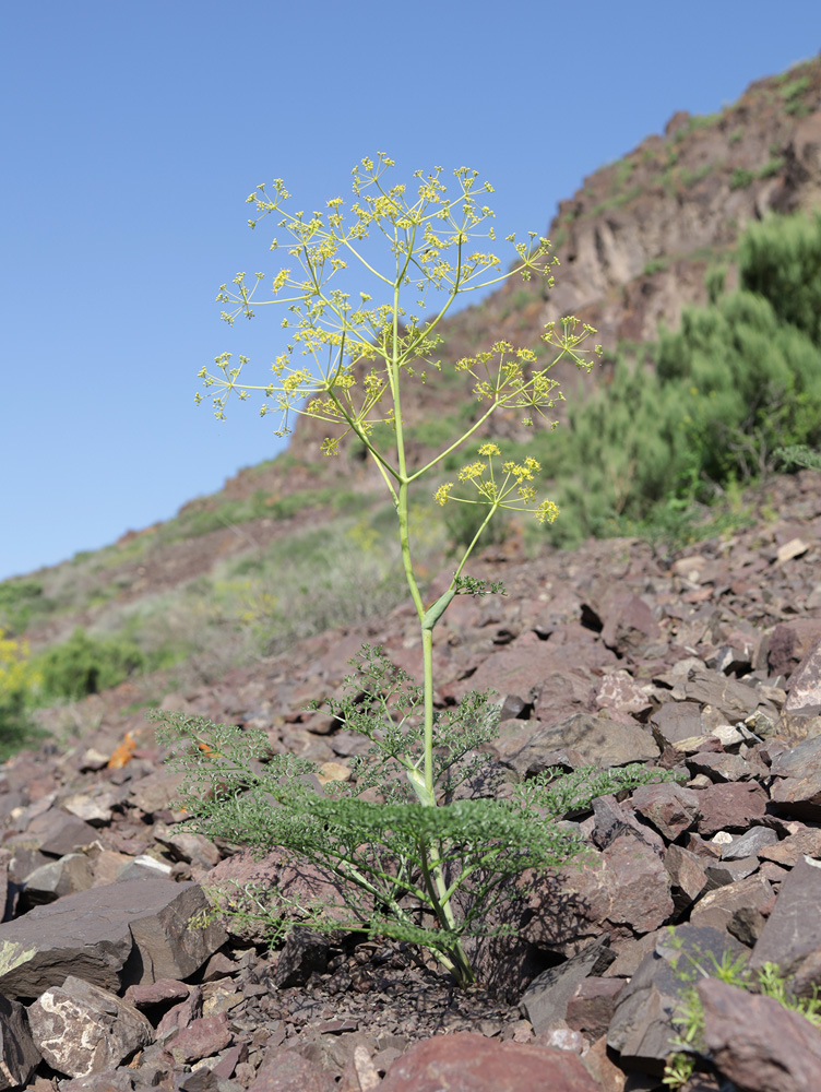Image of Ferula ovina specimen.