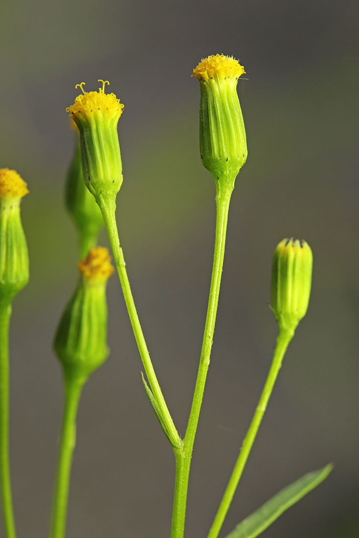 Image of Senecio dubitabilis specimen.