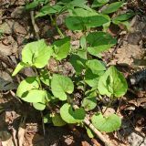 Viola sacchalinensis