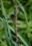 Leymus mollis