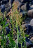 Rumex acetosa. Верхушки побегов с соцветиями. Красноярский край, Туруханский р-н, берег р. Енисей в р-не устья р. Хантайка, каменисто-песчаный пляж. 21.07.2023.