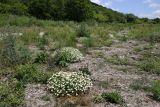 Anthemis ruthenica