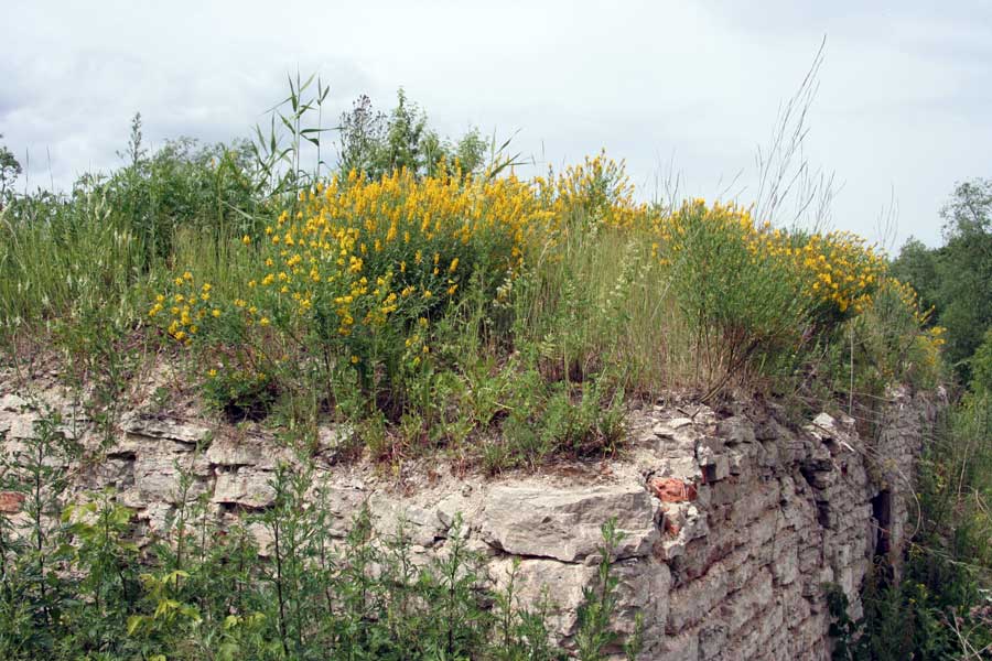 Image of Genista tinctoria specimen.