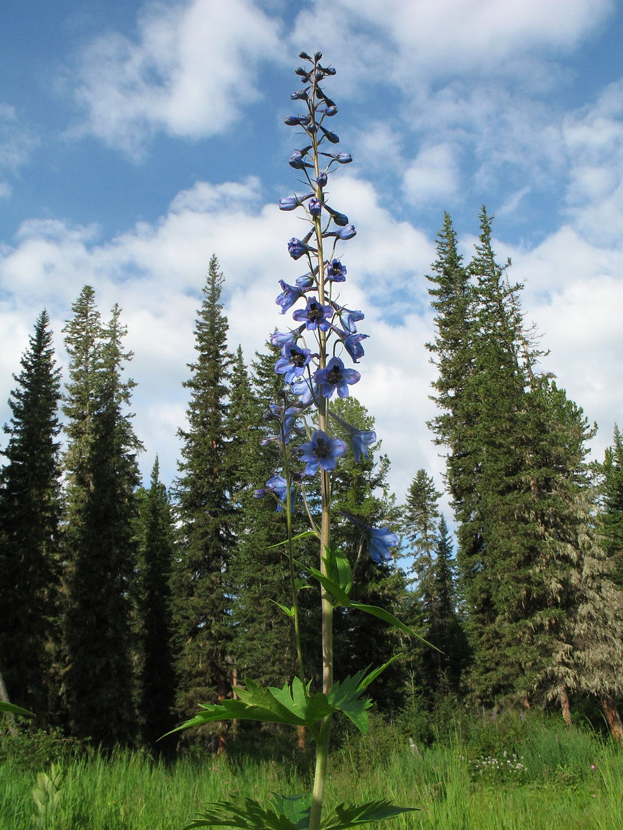 Изображение особи Delphinium elatum.