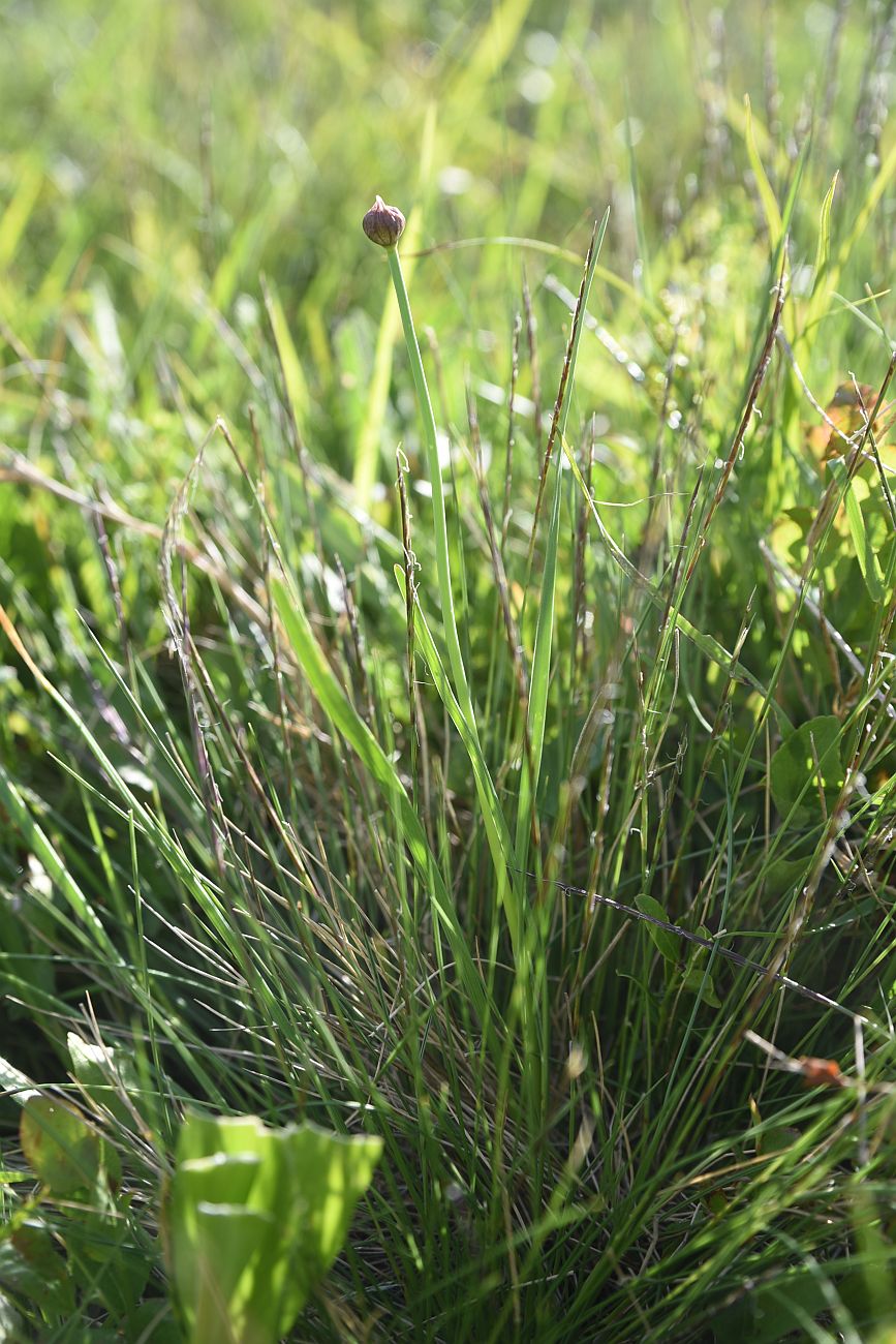 Image of genus Allium specimen.