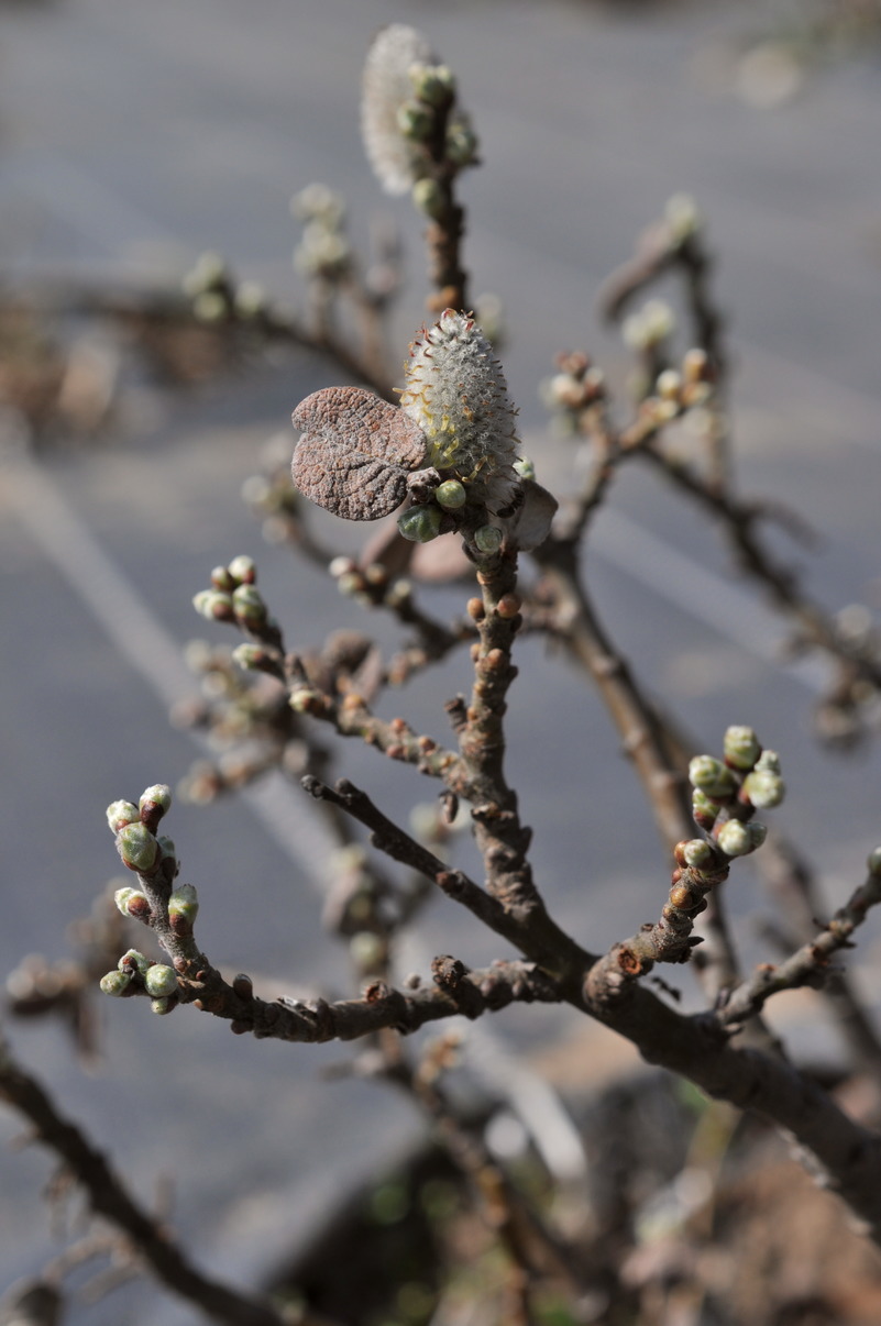 Image of Salix &times; sibyllina specimen.
