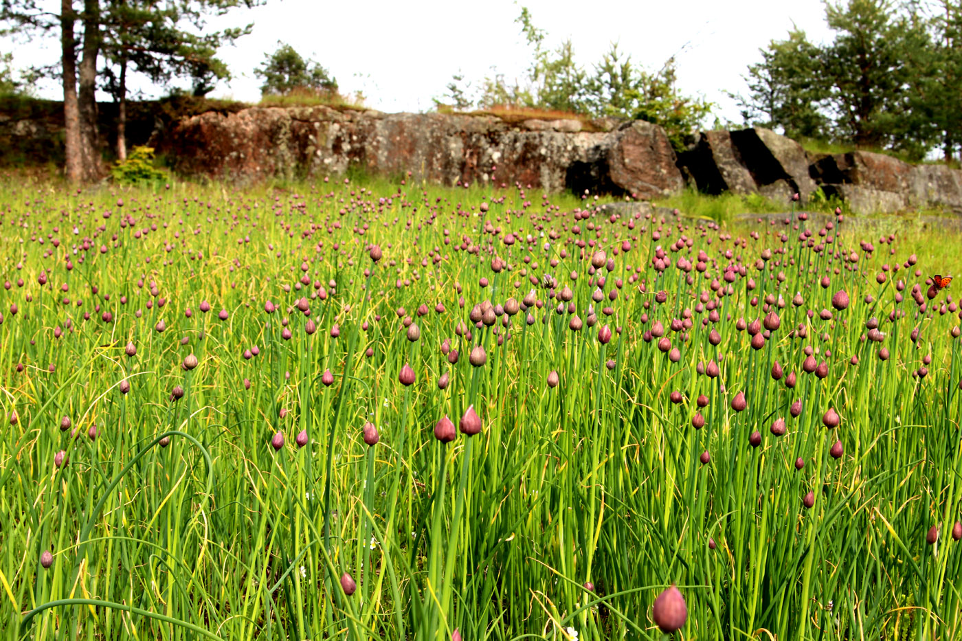 Изображение особи Allium schoenoprasum.