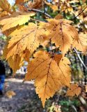Acer barbinerve