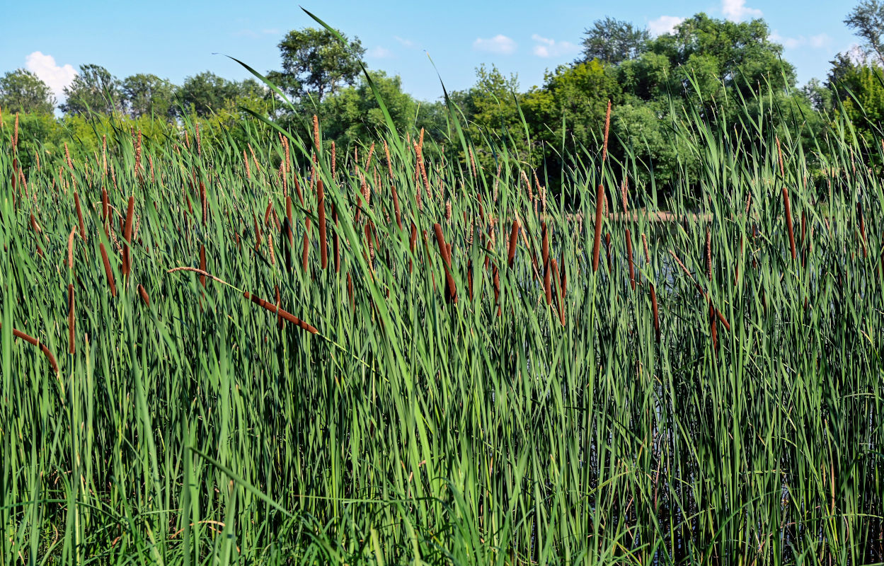 Image of Typha angustifolia specimen.