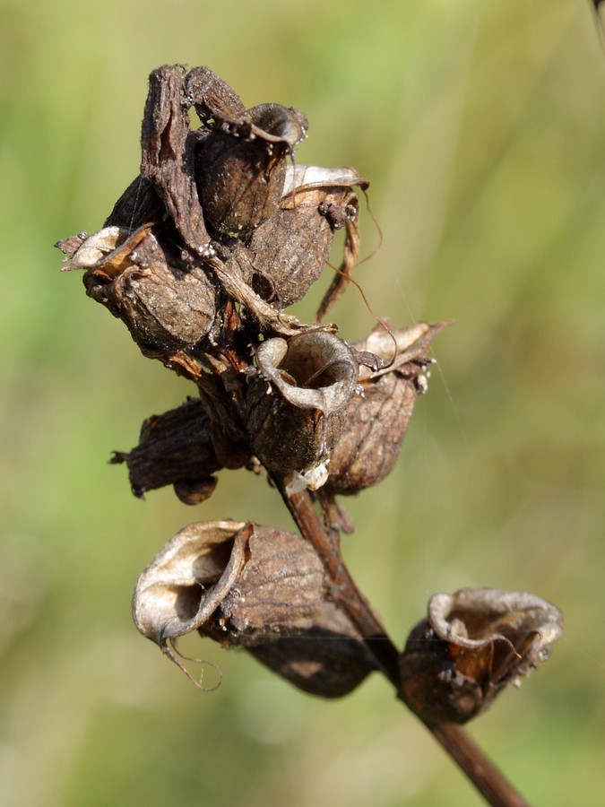 Изображение особи Pedicularis palustris.