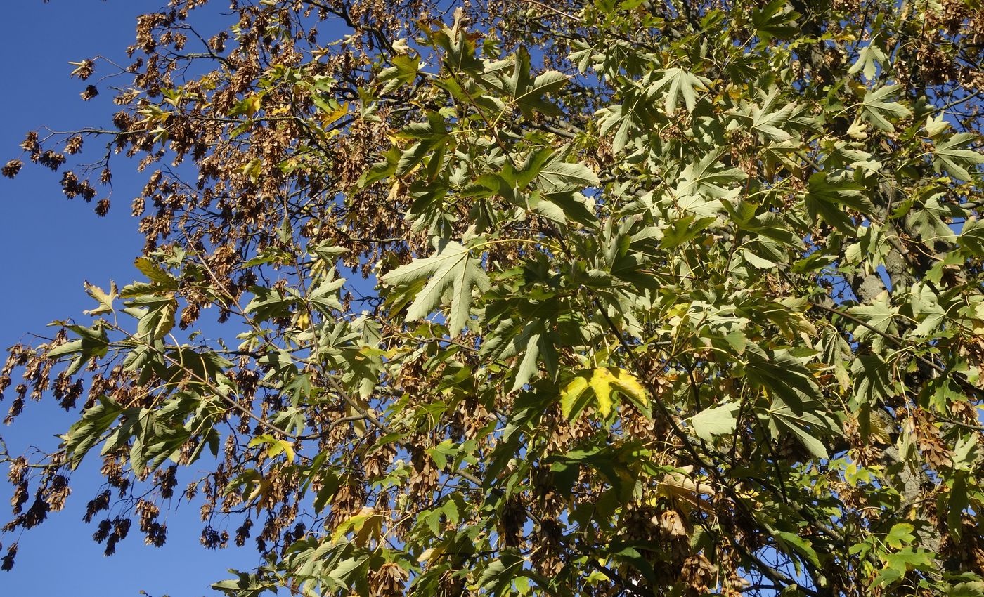 Image of Acer pseudoplatanus specimen.