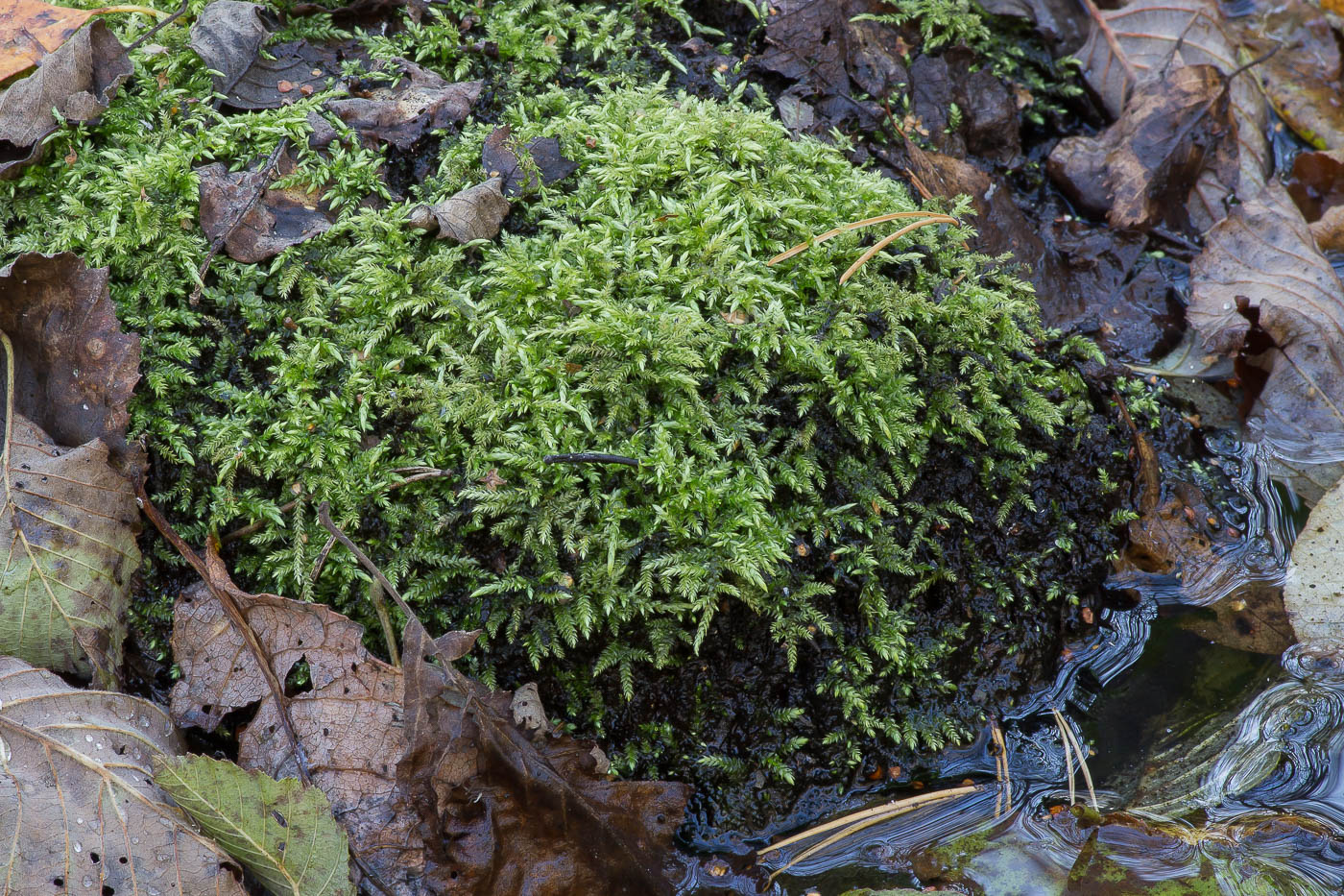 Image of Brachythecium rivulare specimen.