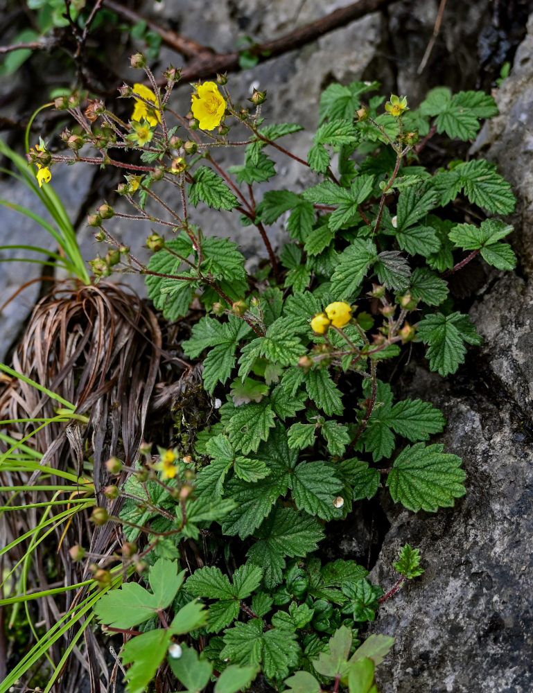 Image of Potentilla ancistrifolia specimen.