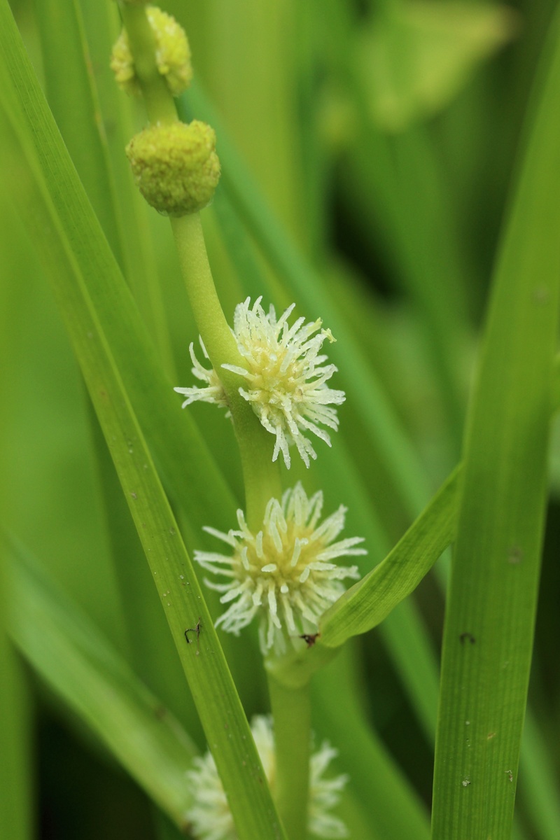 Image of genus Sparganium specimen.
