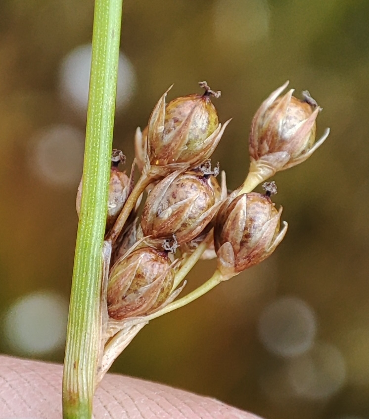 Image of Juncus filiformis specimen.