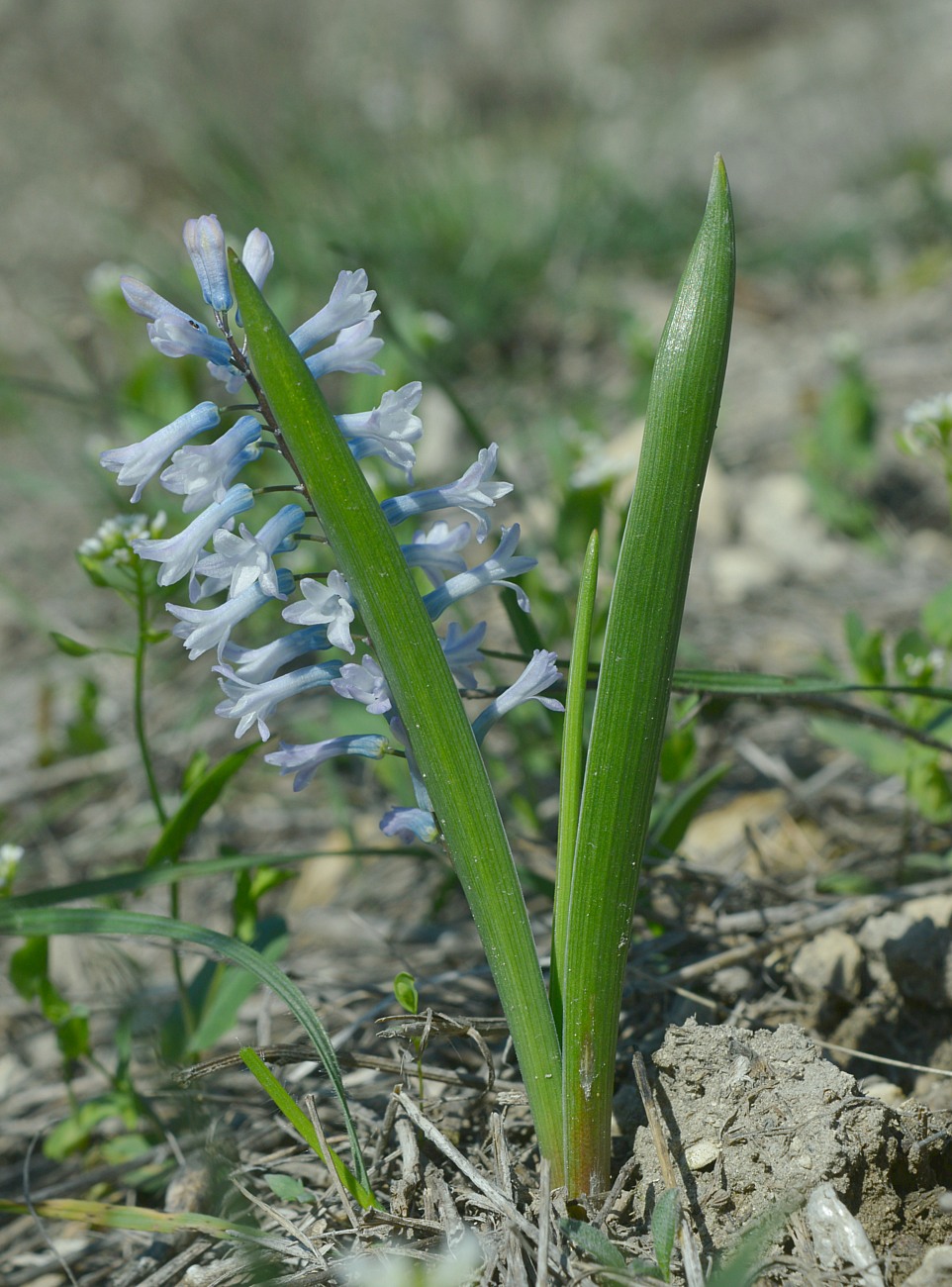 Image of Hyacinthella pallasiana specimen.