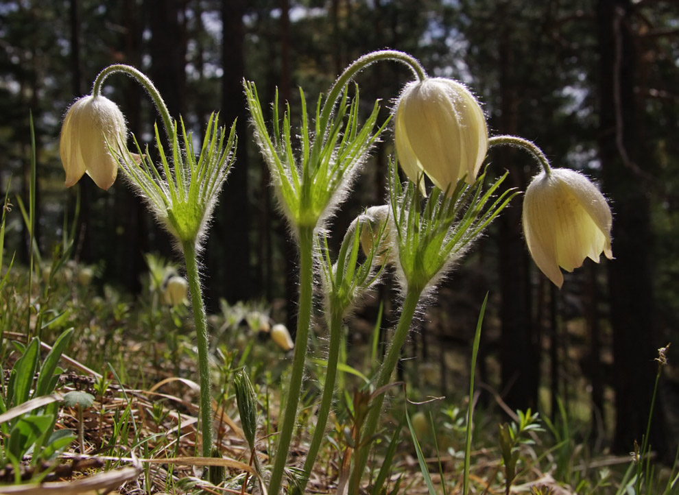 Изображение особи Pulsatilla orientali-sibirica.