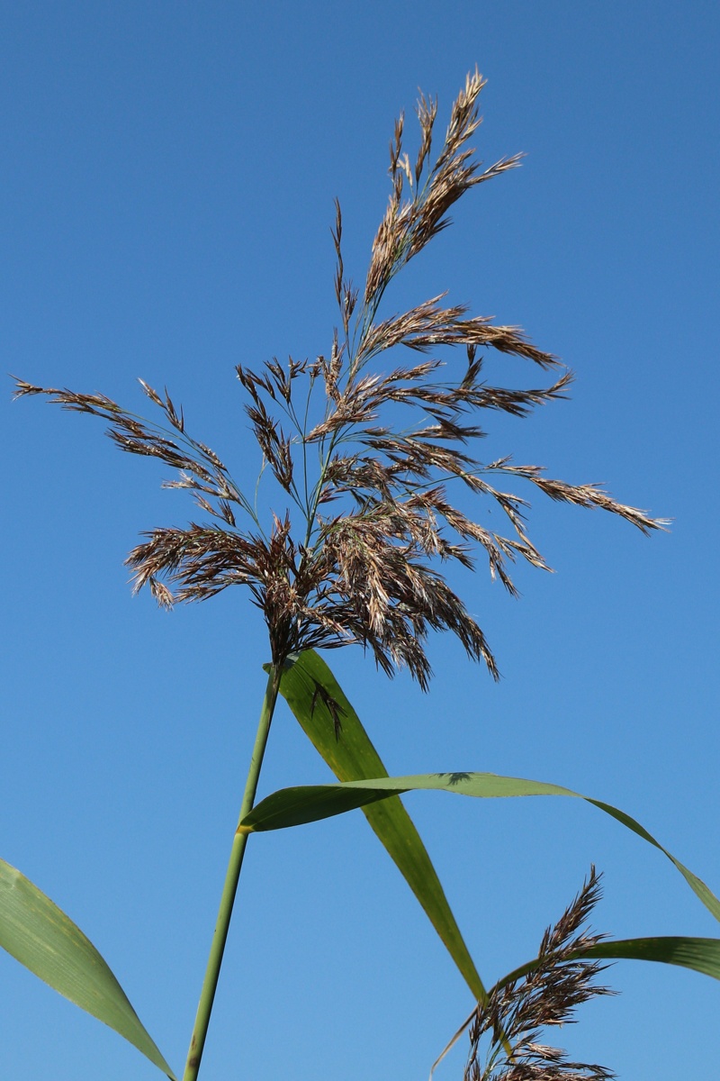 Image of Phragmites australis specimen.