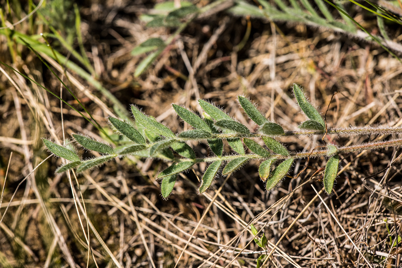 Image of Astragalus dolichophyllus specimen.