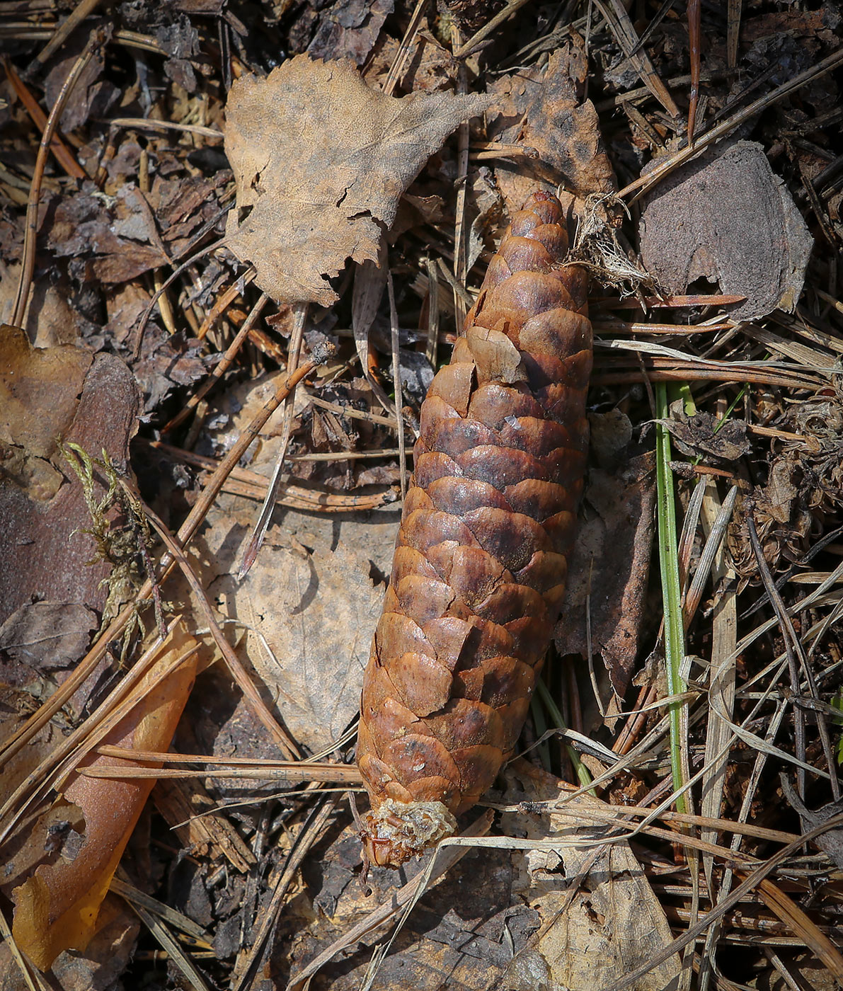 Image of Picea obovata specimen.
