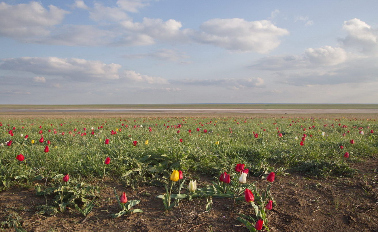 Изображение особи Tulipa suaveolens.