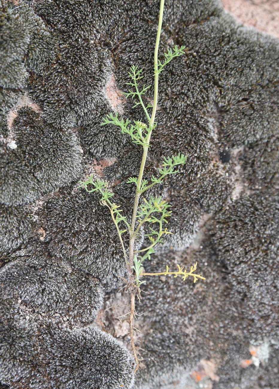 Image of genus Anthemis specimen.