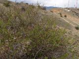 Jasminum fruticans. Часть отрастающего растения с прошлогодними плодами. Крым, г. Судак, ур. Алчак-Кая, с-в склон, луг. 10.04.2025.
