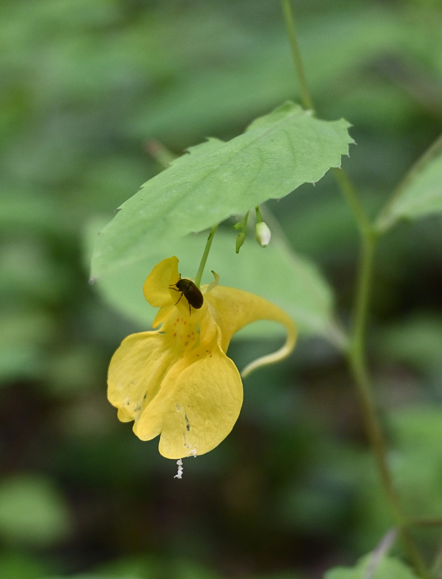 Image of Impatiens noli-tangere specimen.