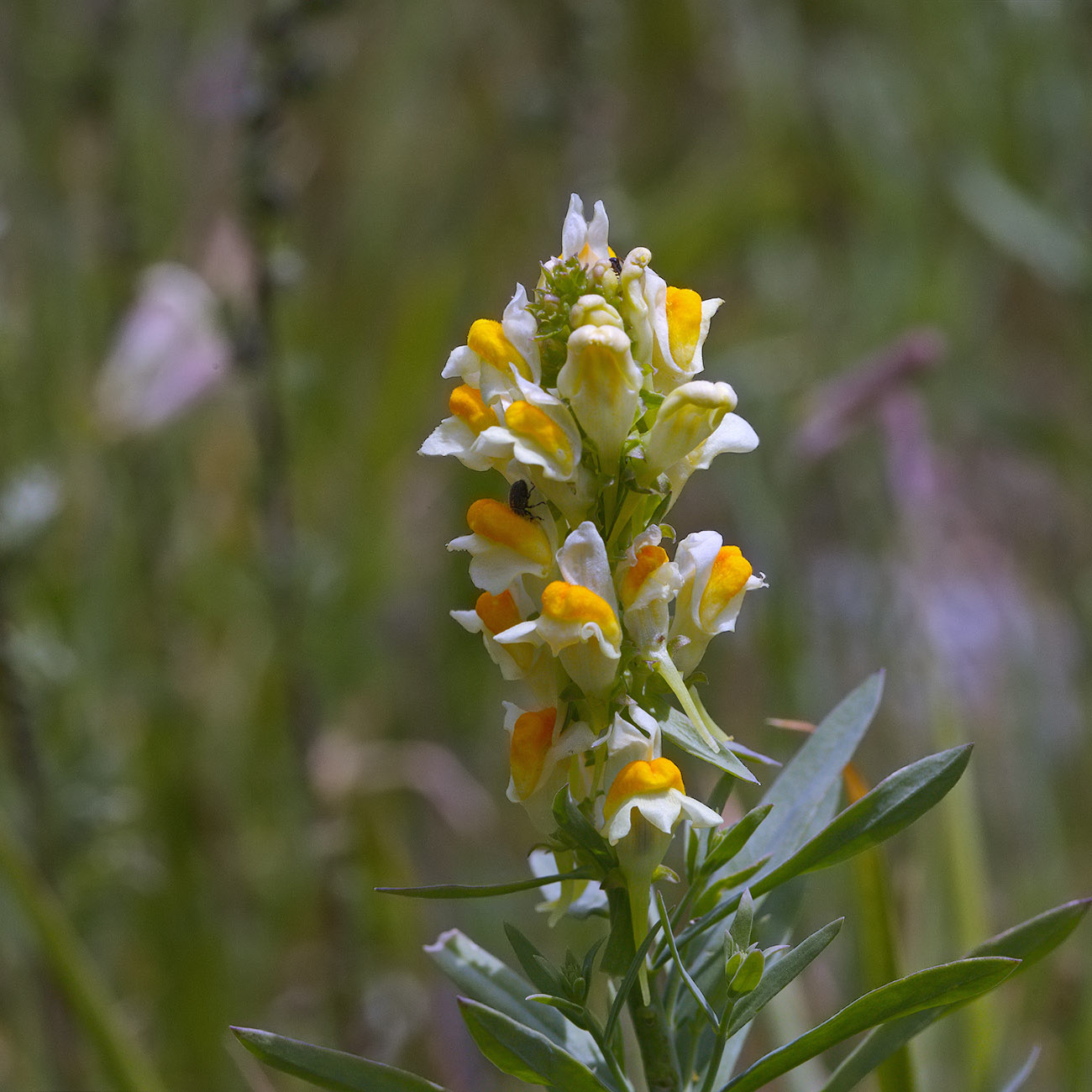 Image of genus Linaria specimen.