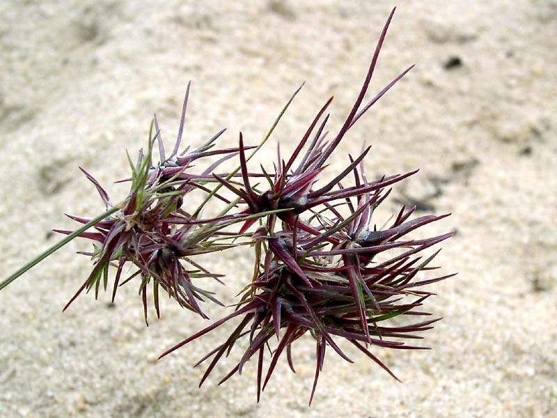 Image of Poa bulbosa ssp. vivipara specimen.