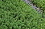 Myriophyllum aquaticum. Цветущие растения. Китай, пров. Аньхой, дер. Хунцунь, пруд, в воде у берега. 28.05.2025.