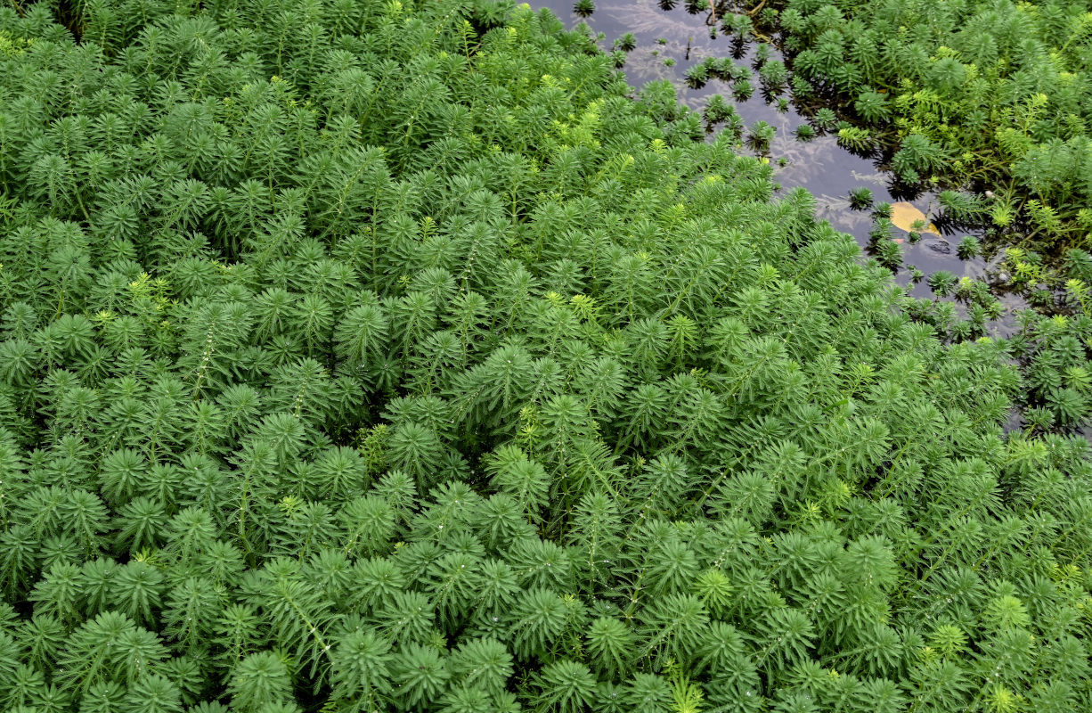 Image of Myriophyllum aquaticum specimen.