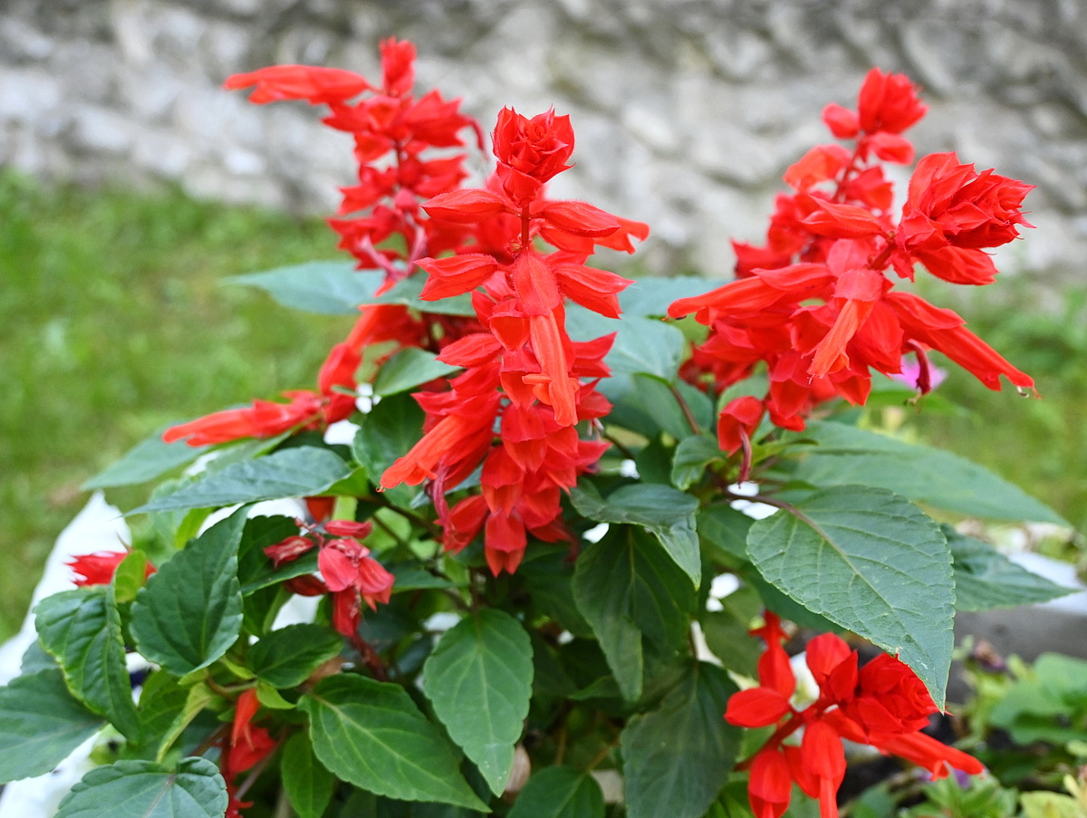 Image of Salvia splendens specimen.
