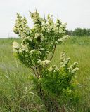 Изображение особи. Автор - Денис Карацуба