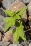Scrophularia nodosa. Верхушка растения с развивающимся соцветием. Карелия, Прионежский р-н, окр. г. Петрозаводск, каменистый берег. 22.08.2025.