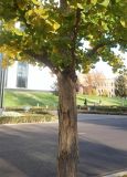 Ginkgo biloba