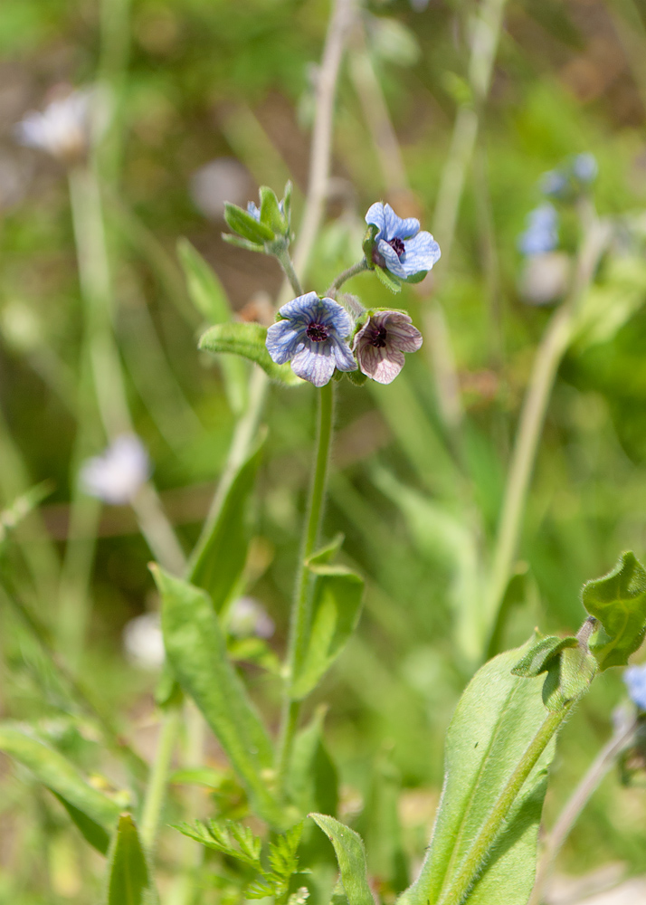 Изображение особи Cynoglossum creticum.